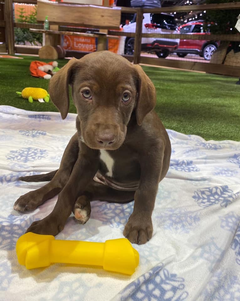 adoptable dog - dog adoption
