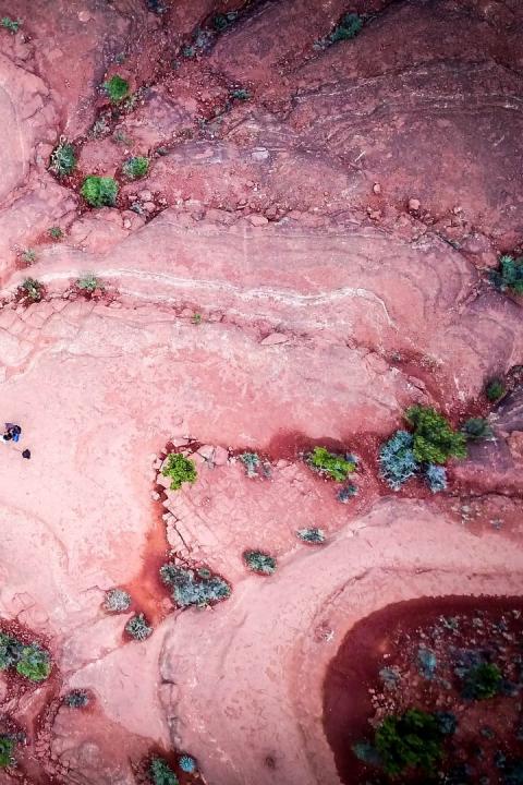 algal blooms