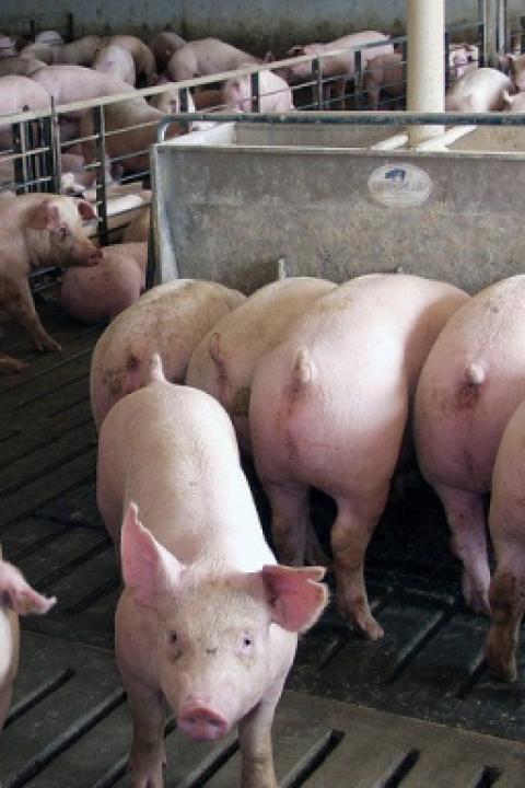 antibiotics-in-food.jpg