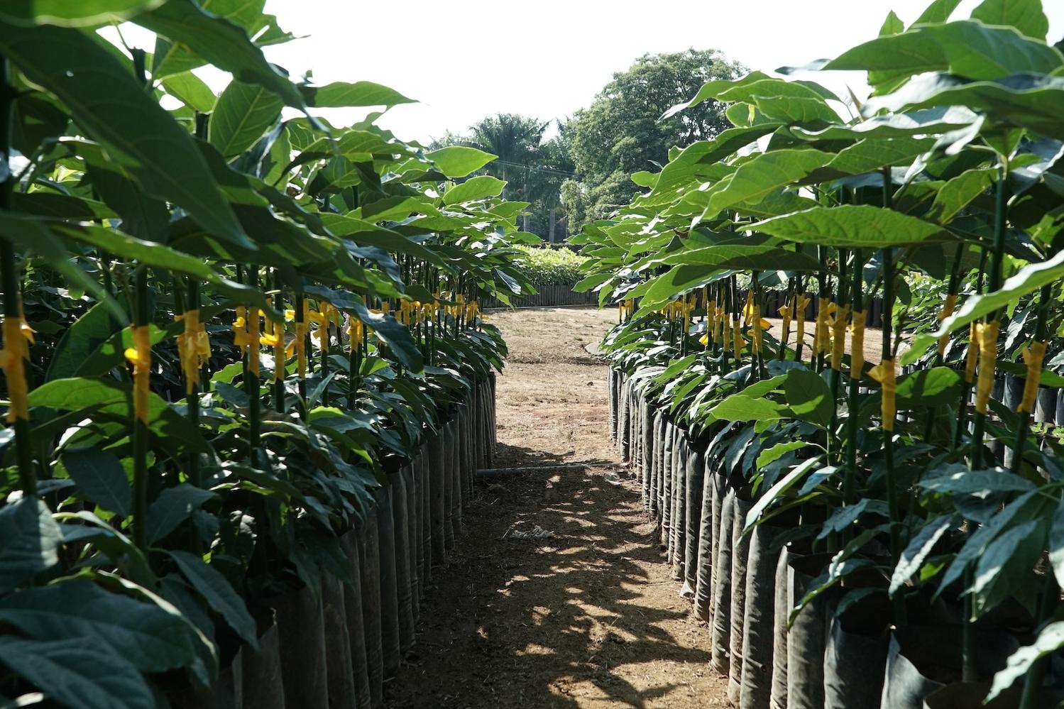 avocado nursery mexico - avocados - avocado seedlings