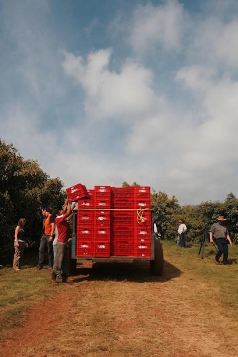workers packing avocados onto a truck at a farm in Mexico