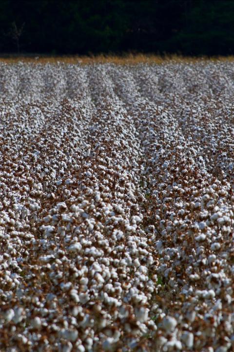 Better Cotton