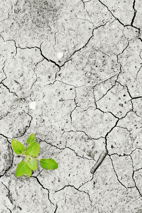 Climate Positive