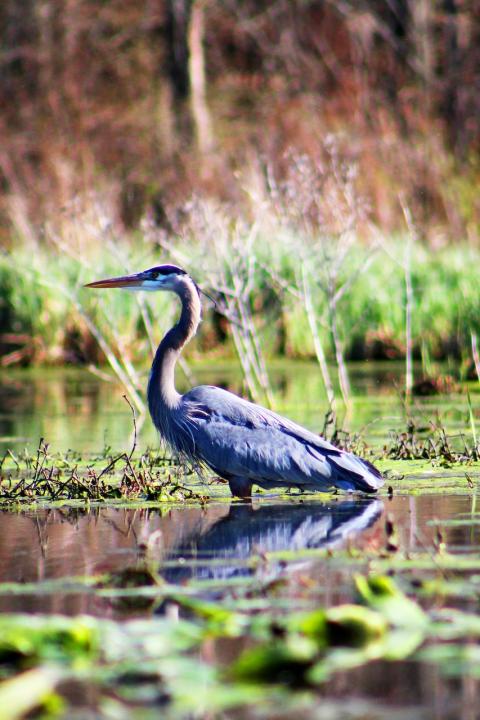 Coastal wetlands