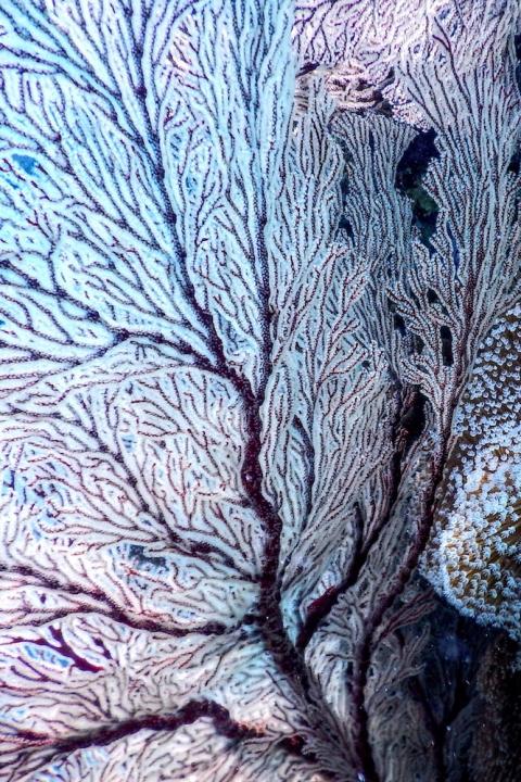 Coral Reefs