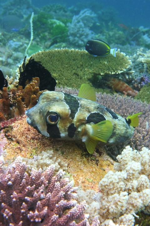 A fish among other marine life in the Coral Triangle. 