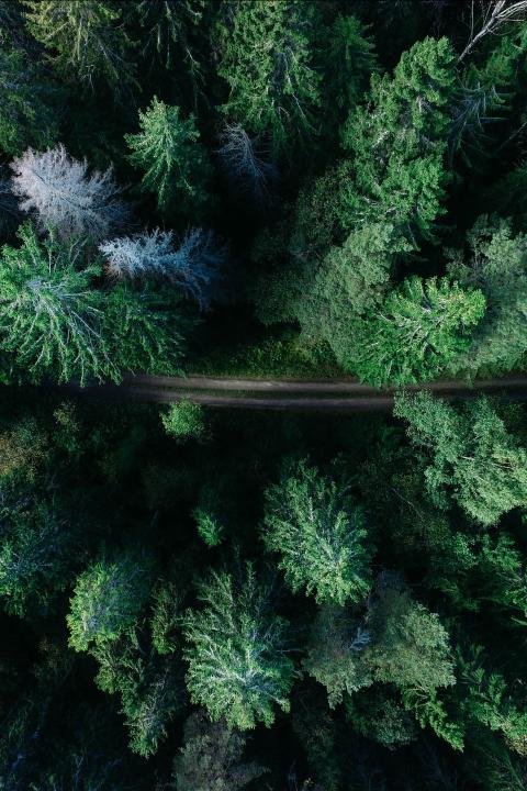 forests