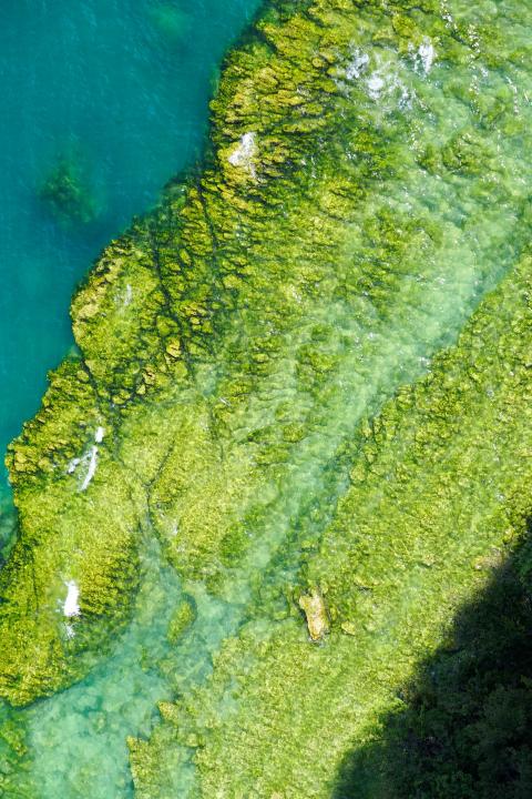Algae