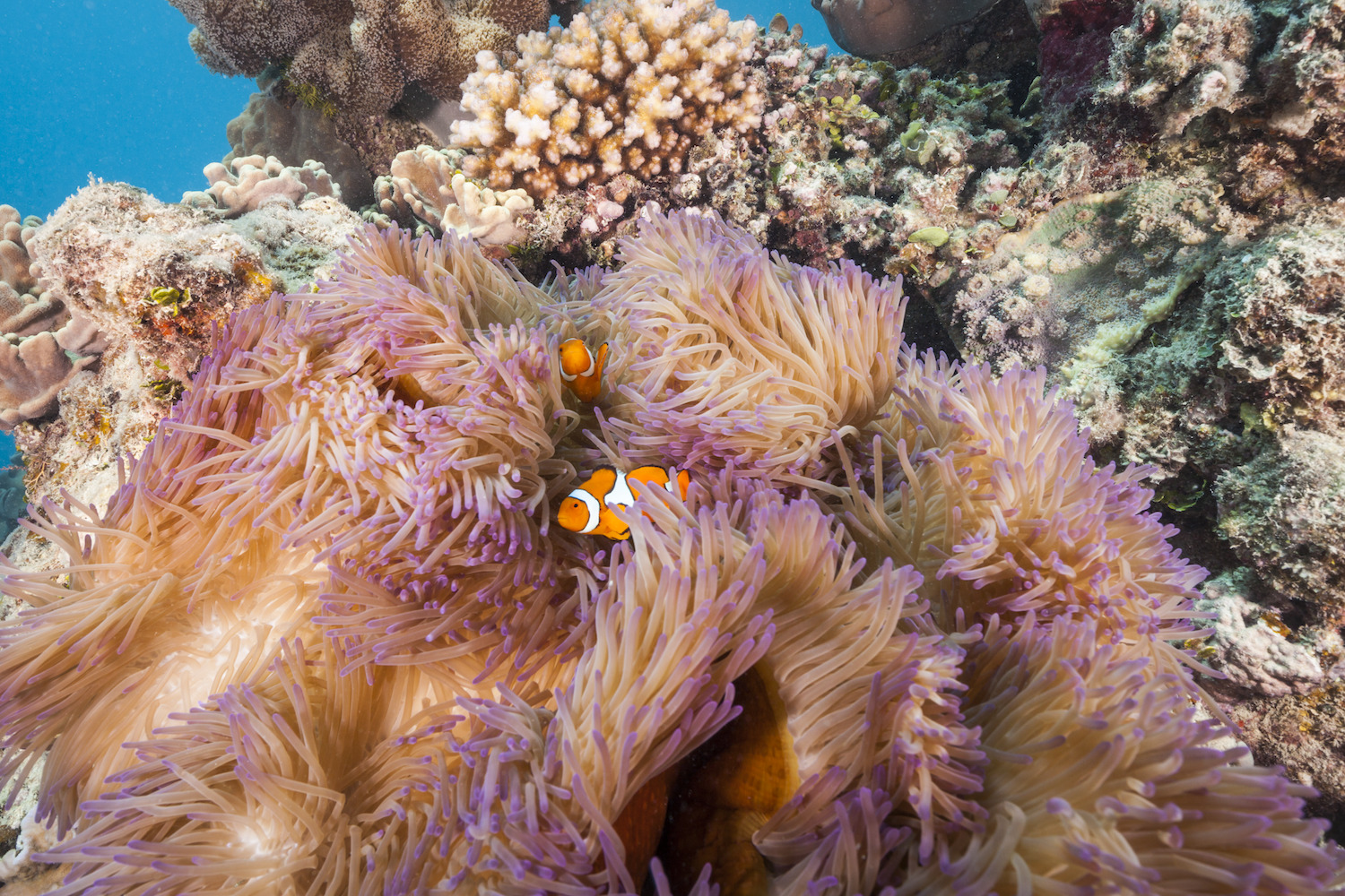 Clownfish swim in a pink sea anemone on the Great Barrier Reef. 