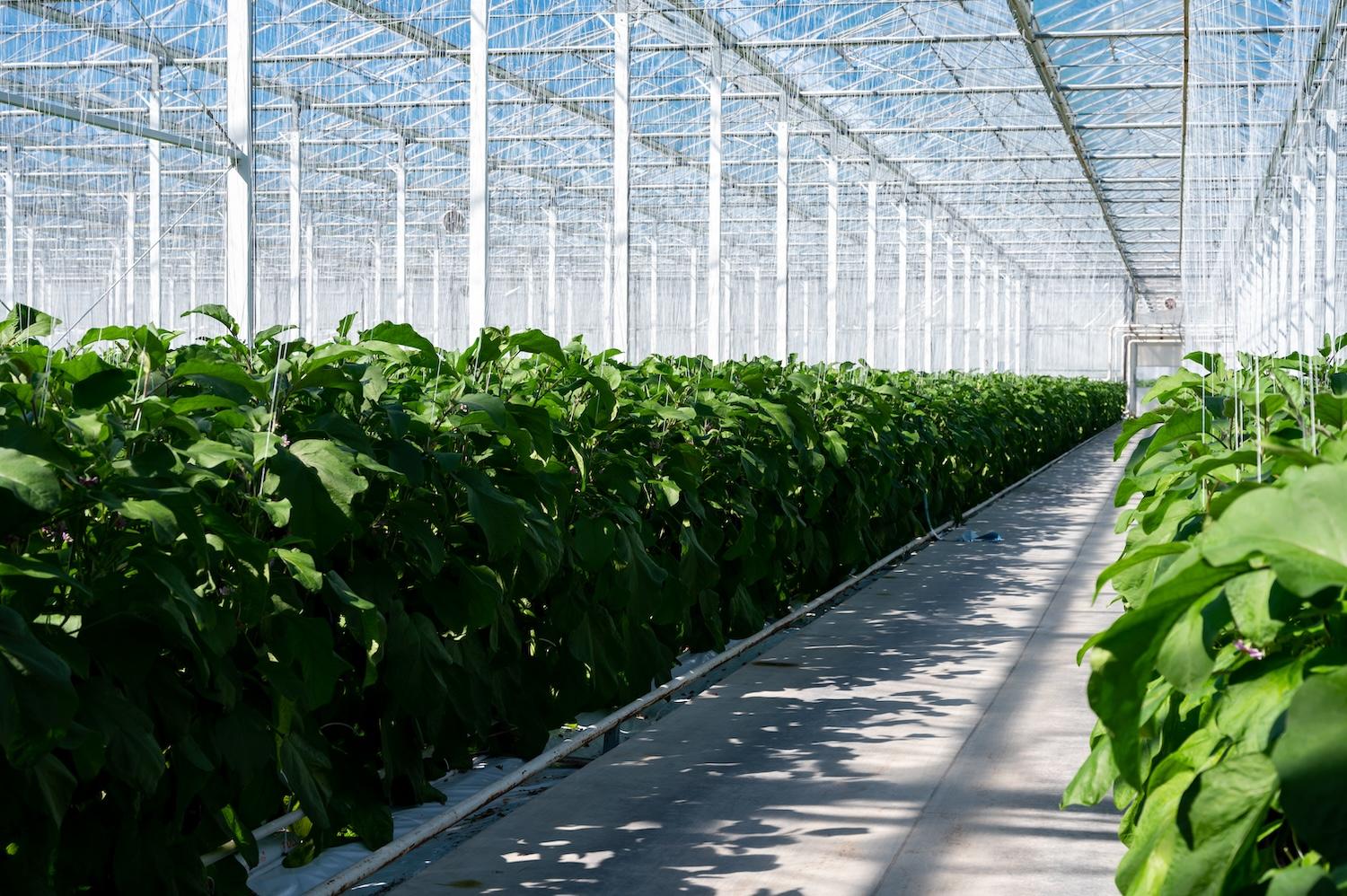 greenhouse indoor farm