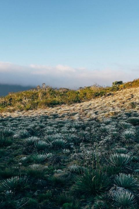 nature photo of the paramo region of colombia - set for mining operations but the community pushed back using an accountability mechanism from development banks