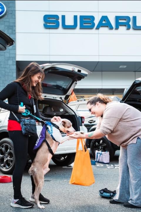 pet adoption event at a Subaru dealership — Subaru Loves Pets 