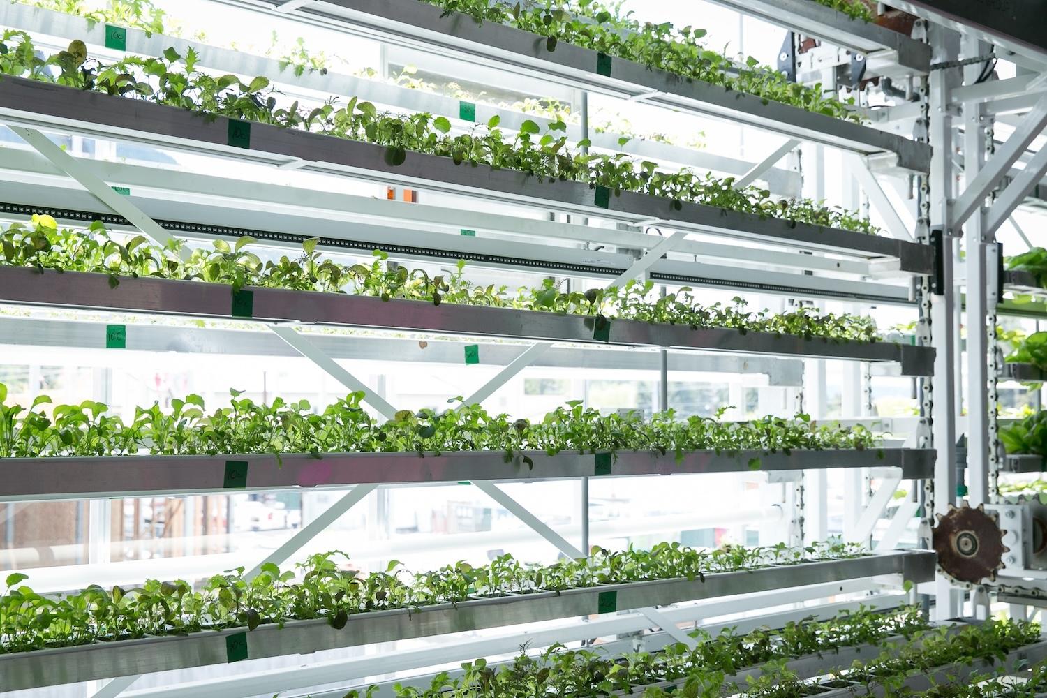 vertical farming — micro greens grow at Vertical Harvest farm in Wyoming