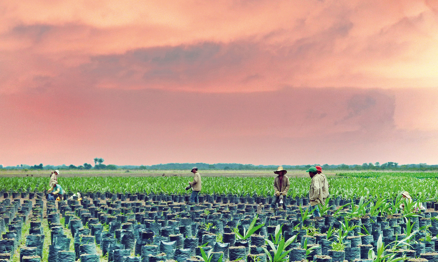 palm oil farmers in colombia - sustainable palm oil
