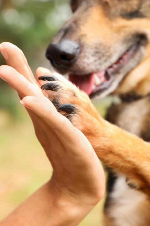 pet adoption