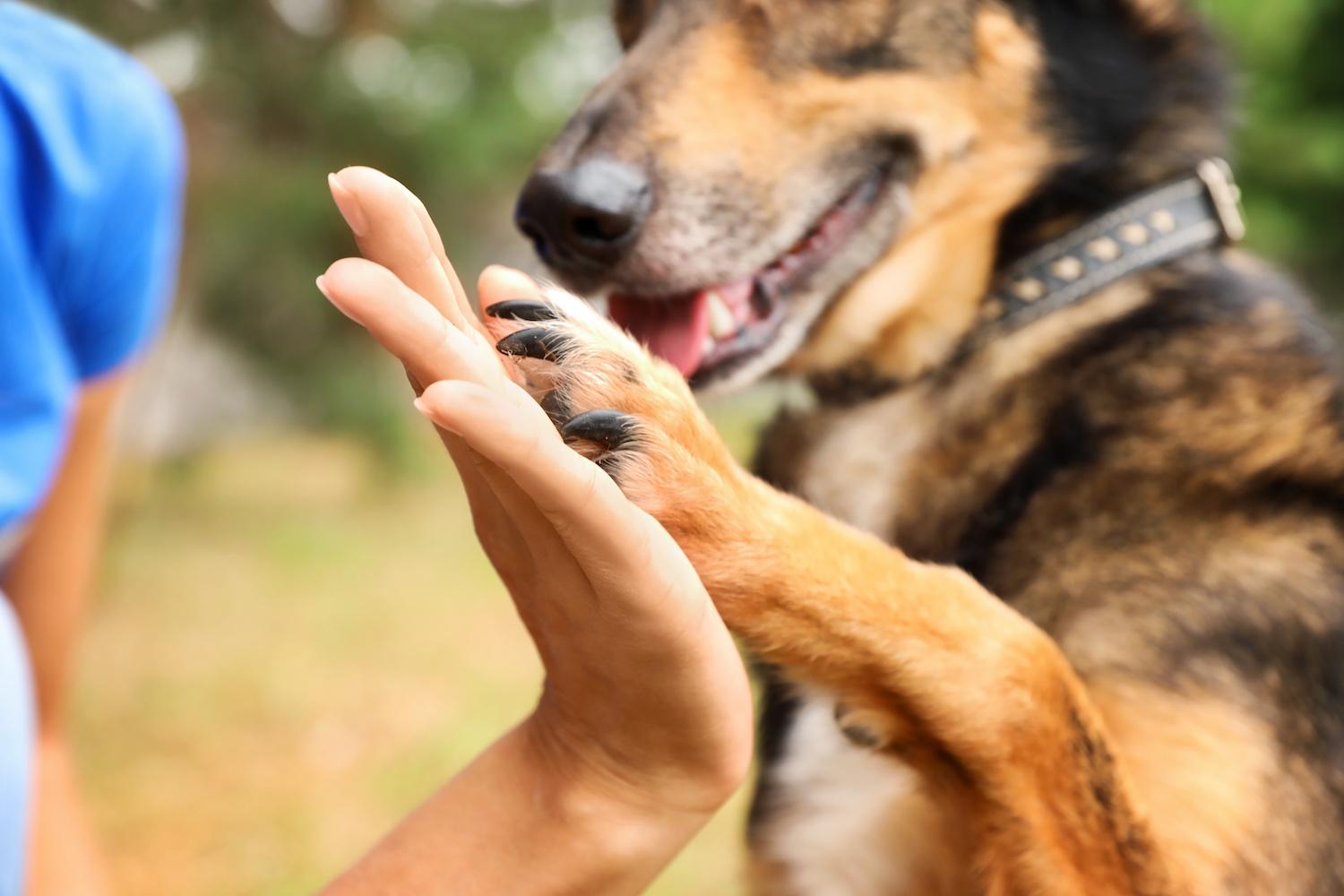 pet adoption