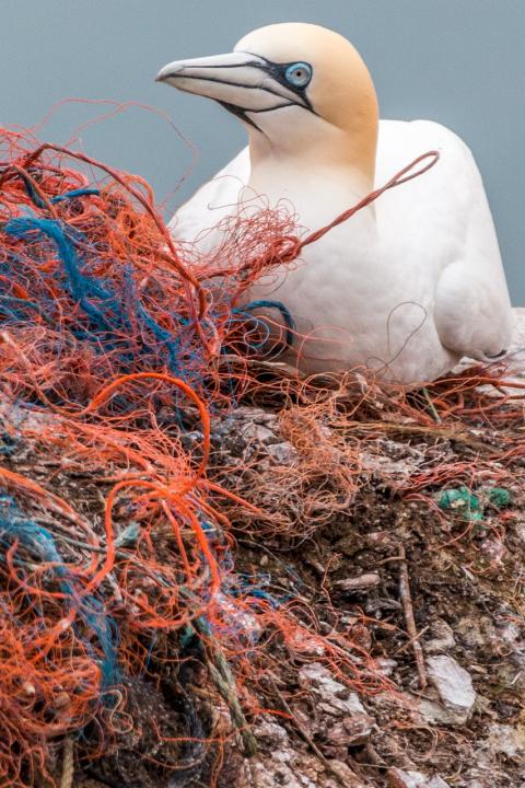 plastic waste
