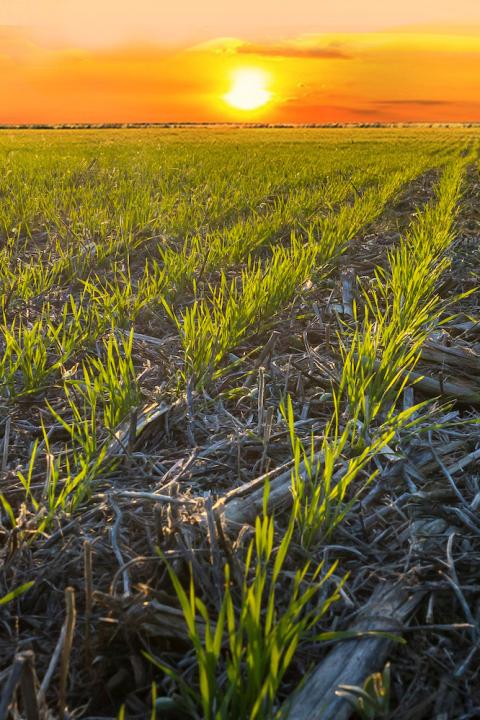 Regen Wheat Field