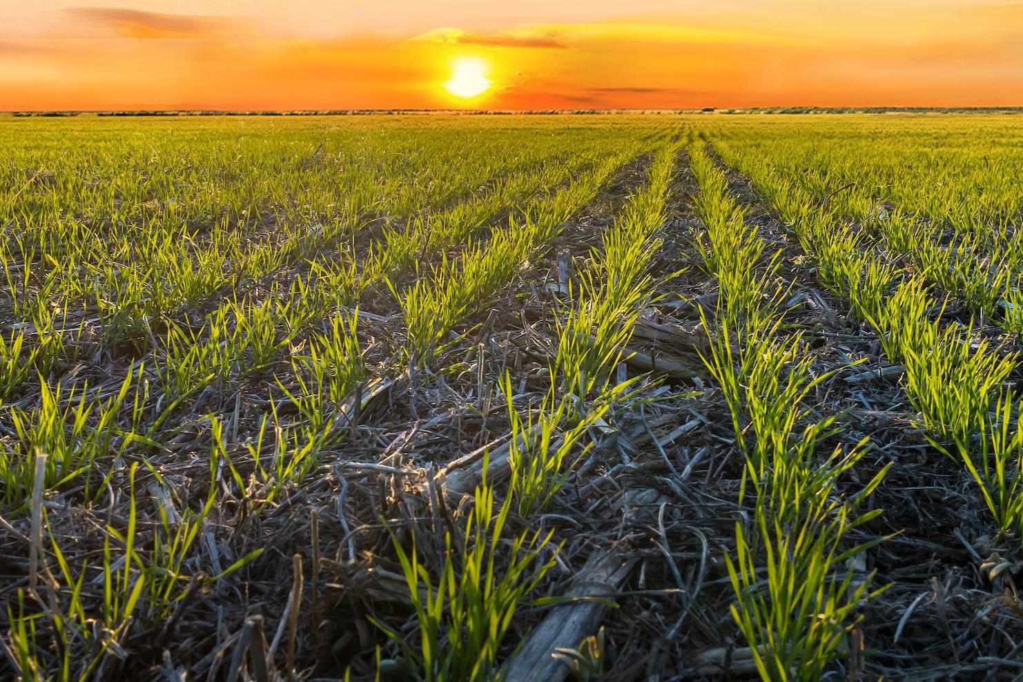 Regen Wheat Field