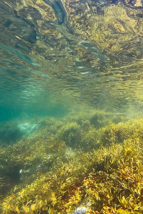 seaweed