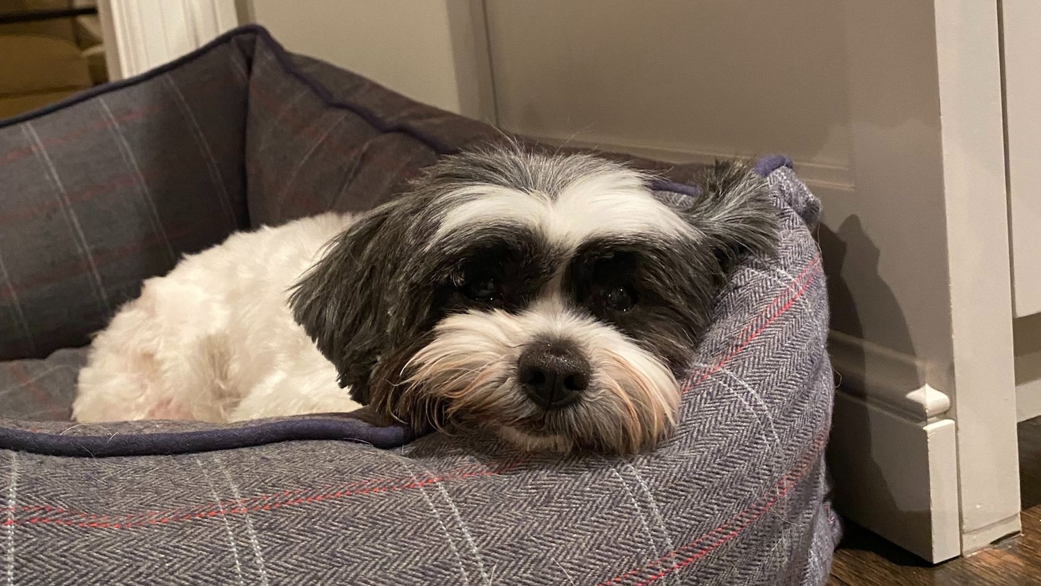 Whiskey — 'underdog' formerly abused dog who was adopted by ASPCA exec