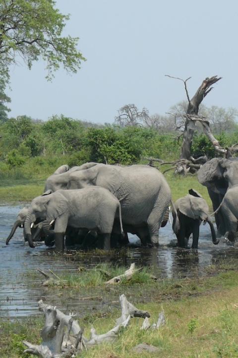 An African elephant herd drinking water — elephant conservation