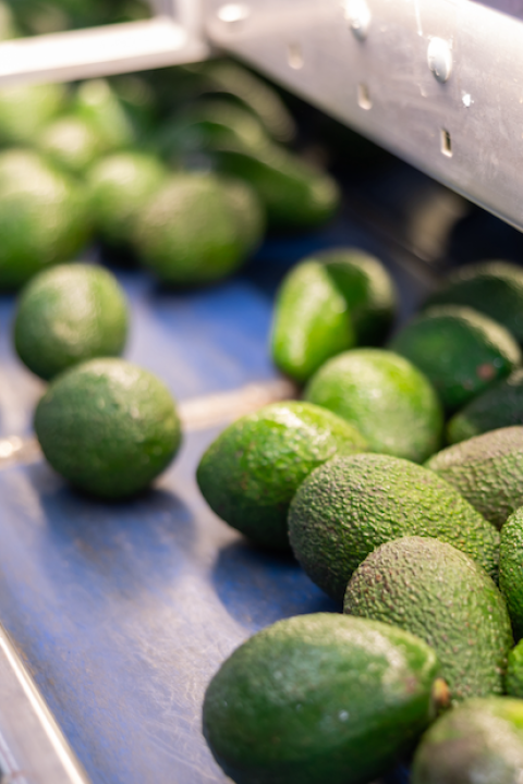 avocado sorting and packing