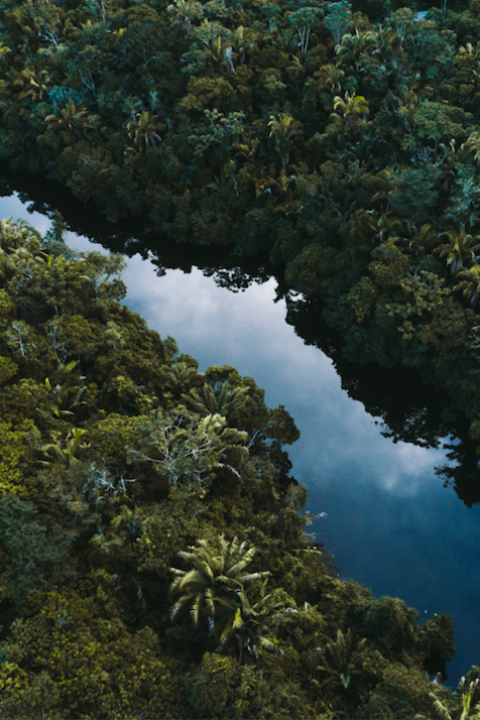 deforestation