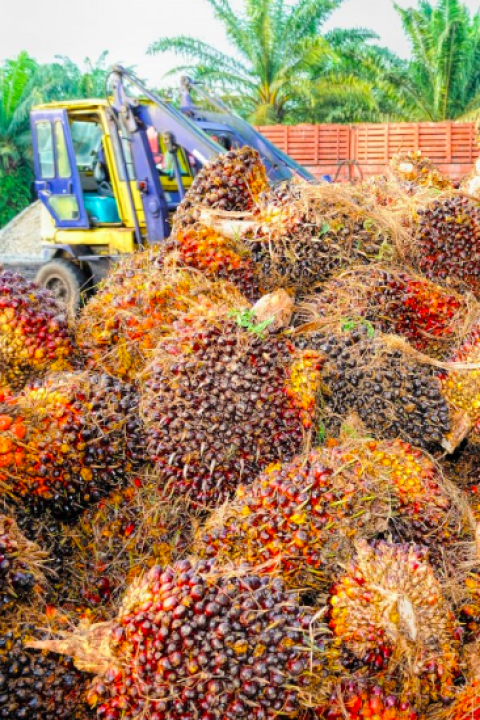 palm oil