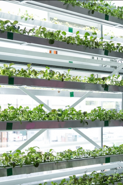 vertical farming — micro greens grow at Vertical Harvest farm in Wyoming 