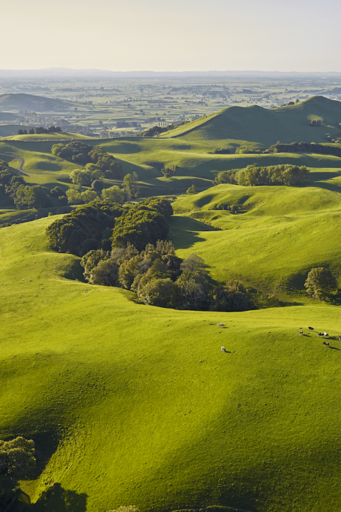 new zealand fields and farms with sheep grazing - grass-fed regenerative agriculture