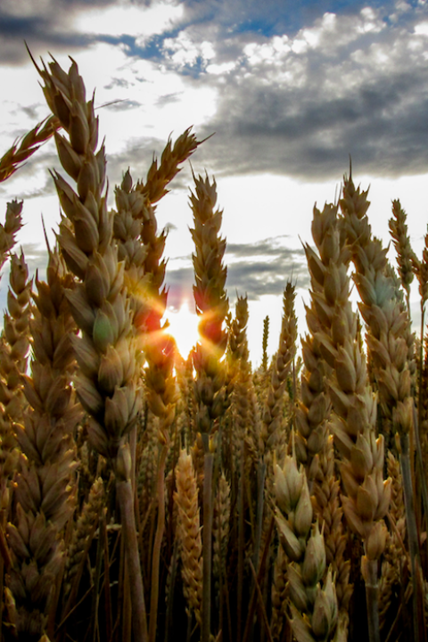 food insecurity